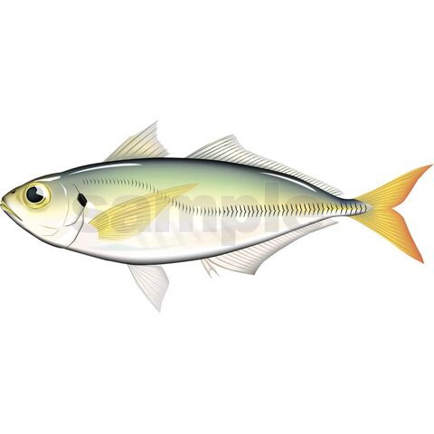 アジ（マアジ）イラスト　Adobe Illustrator ベクターAi形式 (CMYK)