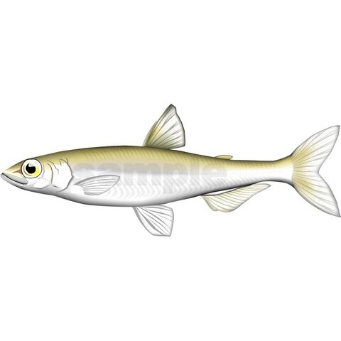 ワカサギ　イラスト　Adobe illustrator ベクターAI形式 (CMYK)