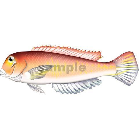 アマダイ（アカアマダイ）イラスト　Adobe Illustrator AI形式
