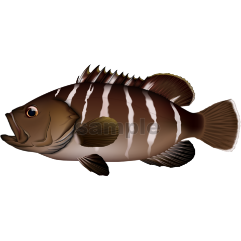 マハタ　魚イラスト　Adobe illustrator AI形式