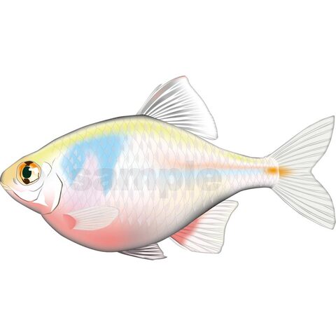 ニホンバラタナゴ　イラスト　Adobe illustrator ベクターAI形式 (CMYK)