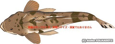マゴチ　イラスト　Adobe Illustrator AI形式