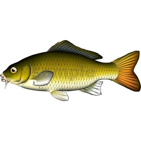 コイ(野鯉)　イラスト　Adobe illustrator ベクターAI形式 (CMYK)
