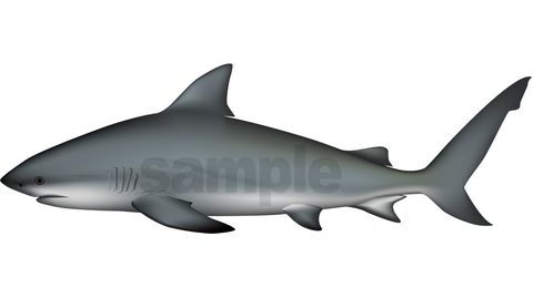 サメ(オオメジロザメ)イラスト　ベクターAI形式 (カラーCMYK)
