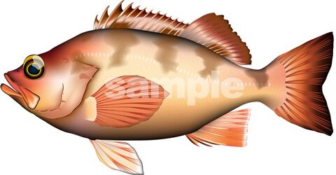 ウスメバル　リアル描写イラスト　Adobe Illustrator AI形式