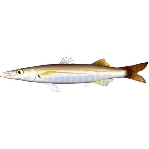 カマス(アカカマス)　イラスト　Adobe Illustrator ベクターAI形式 (CMYK)