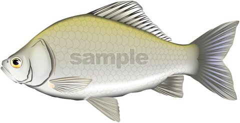 ヘラブナ（ゲンゴロウブナ）　イラスト　Adobe Illustrator Ai形式
