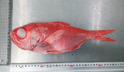 (230)魚種はおまかせ　410円の魚（キンメダイ）