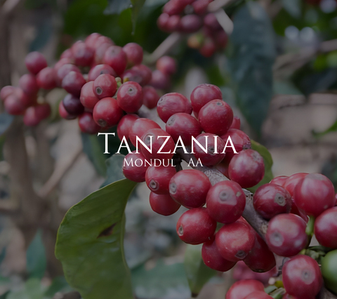 タンザニア　モンデューロ　200g