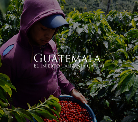 グアテマラ エルインヘルト タンザニア　カトゥアイ　200g