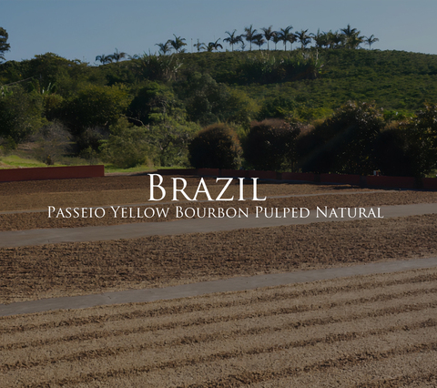 ブラジル　パッセイオ　イエローブルボン　PN　200g