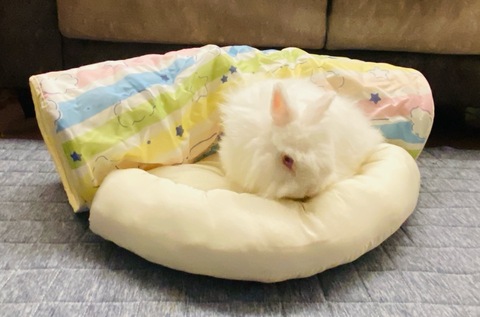ぐぅぐぅぴょんネル