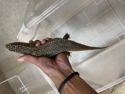 取り扱い生体の商品一覧 | RepNAGUS