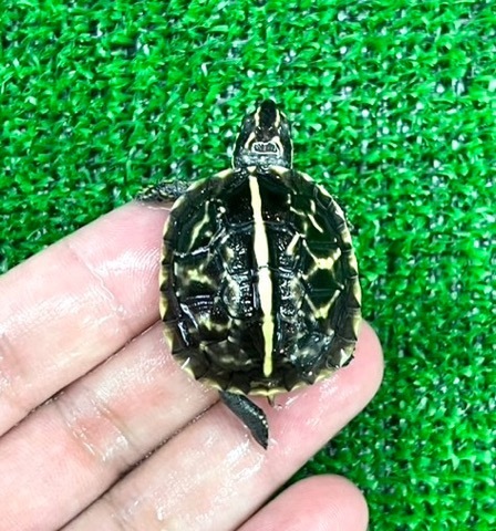 【みどりがめ】 ミズガメ | HERMIT -ハーミット-