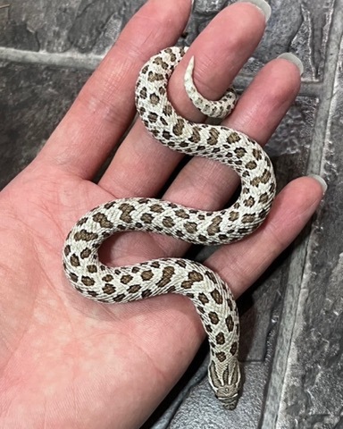 ヘビの商品一覧 | 爬虫類小動物の買取＆販売 ルームズー
