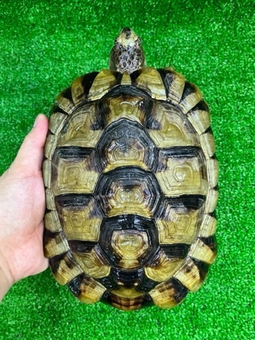 リクガメの商品一覧 | 爬虫類小動物の買取＆販売 ルームズー