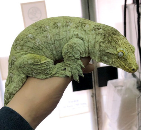 ヤモリ、トカゲモドキの商品一覧 | 爬虫類小動物の買取＆販売 ルームズー