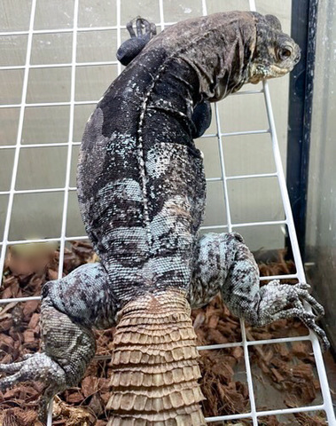 トカゲ、カメレオンの商品一覧 | 爬虫類小動物の買取＆販売 ルームズー