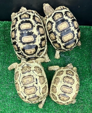 リクガメの商品一覧 | 爬虫類小動物の買取＆販売 ルームズー