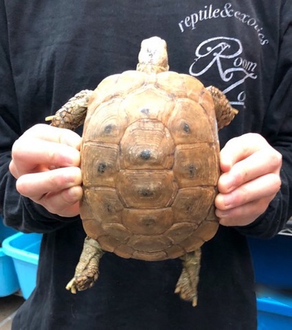 リクガメの商品一覧 | 爬虫類小動物の買取＆販売 ルームズー