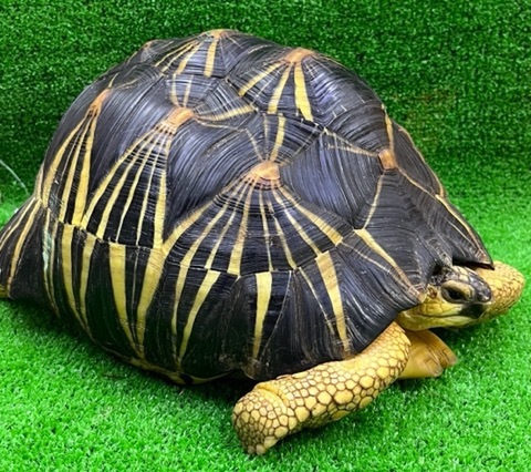 リクガメの商品一覧 | 爬虫類小動物の買取＆販売 ルームズー