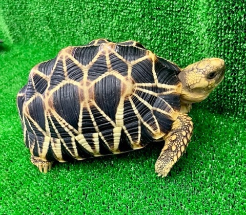 爬虫類小動物の買取＆販売 ルームズー