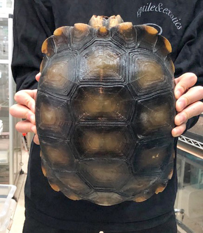 リクガメの商品一覧 | 爬虫類小動物の買取＆販売 ルームズー