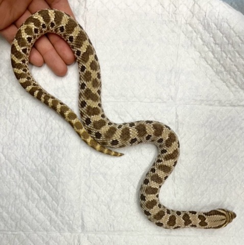 8415 セイブシシバナヘビ　ノーマル　アダルト♂飼い込み