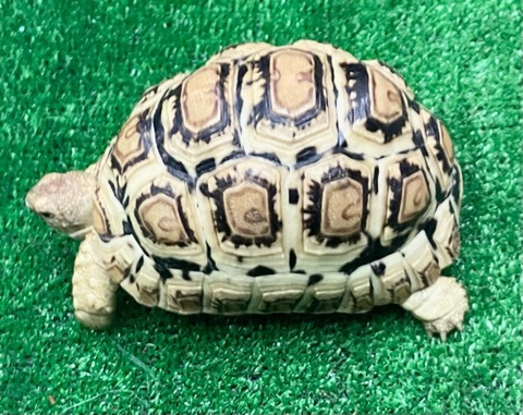 リクガメの商品一覧 | 爬虫類小動物の買取＆販売 ルームズー