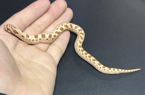8405 セイブシシバナヘビ タフィーコンダhetアザン（hetトキシック）おそらく♀