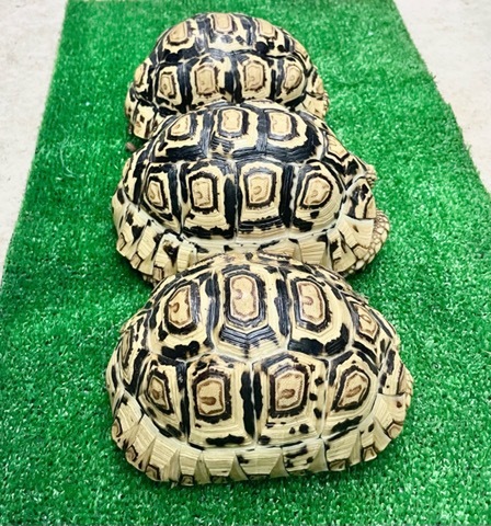 商品一覧 | 爬虫類小動物の買取＆販売 ルームズー