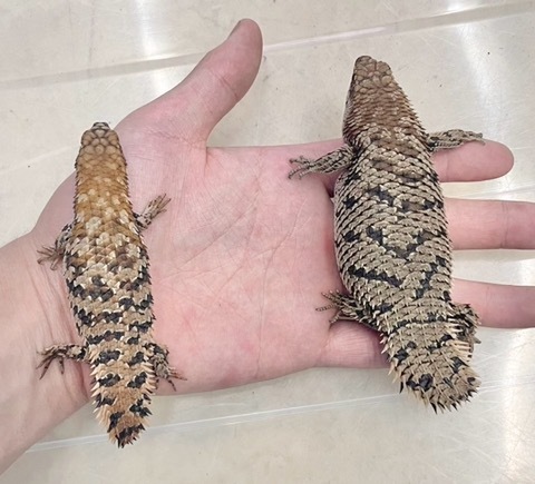 【単品購入⭕️】爬虫類/トカゲ まとめ売り A4 クリアファイル トカゲ 爬虫類 図鑑 文房具 ザ・アクセス トカゲ