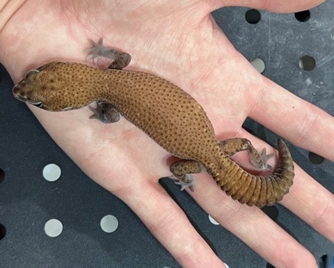 ヤモリ、トカゲモドキの商品一覧 | 爬虫類小動物の買取＆販売