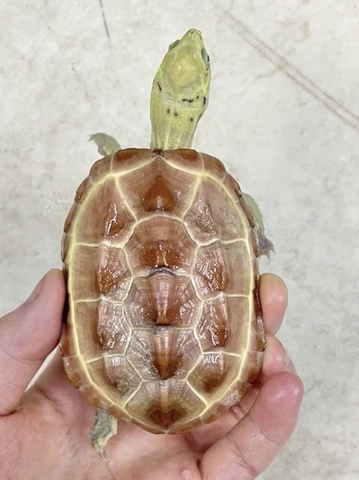 未分類の商品一覧 | 爬虫類小動物の買取＆販売 ルームズー