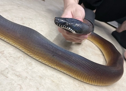 ヘビの商品一覧 | 爬虫類小動物の買取＆販売 ルームズー