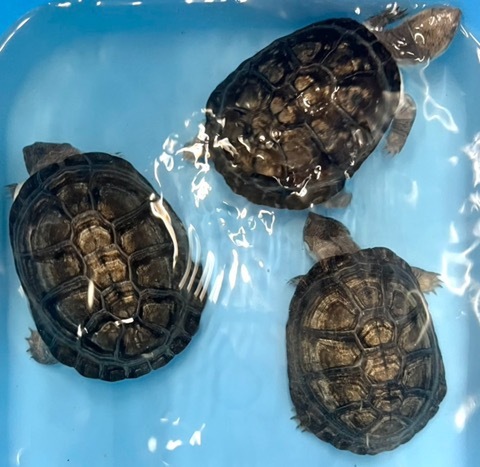 商品一覧 | 爬虫類小動物の買取＆販売 ルームズー