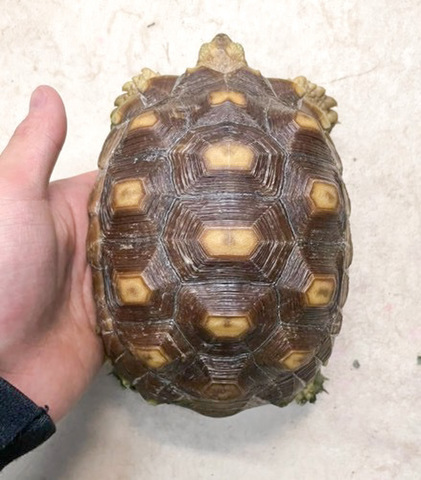 リクガメの商品一覧 | 爬虫類小動物の買取＆販売 ルームズー