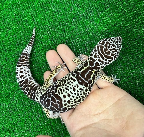 商品一覧 | 爬虫類小動物の買取＆販売 ルームズー