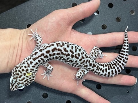 ヤモリ、トカゲモドキの商品一覧 | 爬虫類小動物の買取＆販売