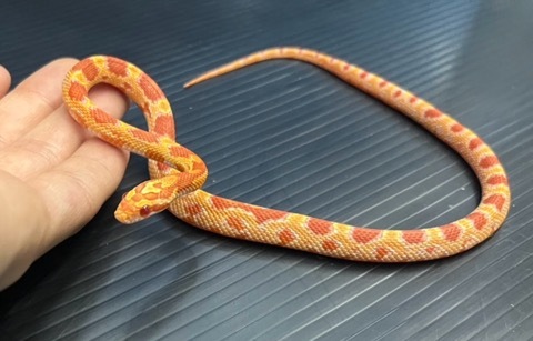 ヘビの商品一覧 | 爬虫類小動物の買取＆販売 ルームズー ナミヘビ