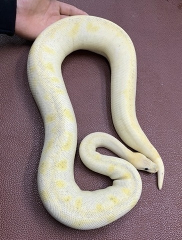 商品一覧 | 爬虫類小動物の買取＆販売 ルームズー