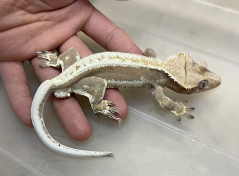 ヤモリ、トカゲモドキの商品一覧 | 爬虫類小動物の買取＆販売