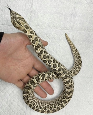 8411 セイブシシバナヘビ　アークティック　アダルト♀