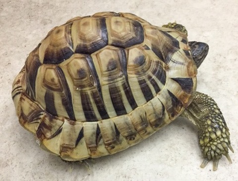 リクガメの商品一覧 | 爬虫類小動物の買取＆販売 ルームズー