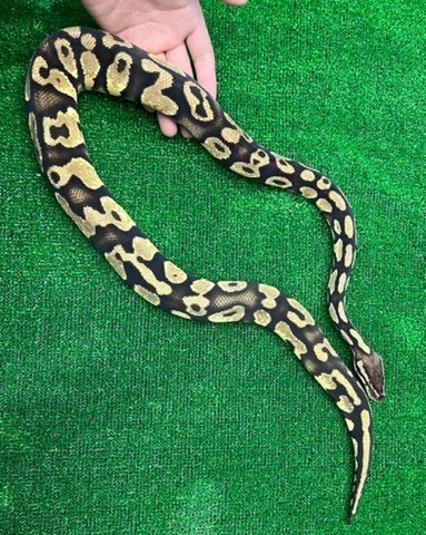 蛇ページ 大蛇；ダイジャ，蛇；ヘビ，鼠；ネズミ