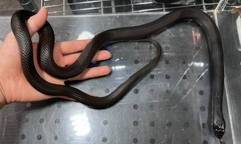 メル蛇 オンライン限定月替わりセール】国内正規品 GLOBBER グロッバー