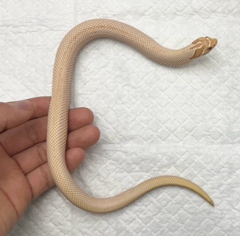 8417 セイブシシバナヘビ　アルビノスーパーコンダ♂ 飼い込み