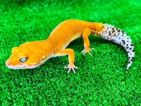 小動物、爬虫類 爬虫類小動物の買取＆販売 ルームズー