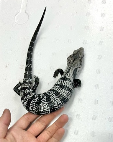 商品一覧 | 爬虫類小動物の買取＆販売 ルームズー