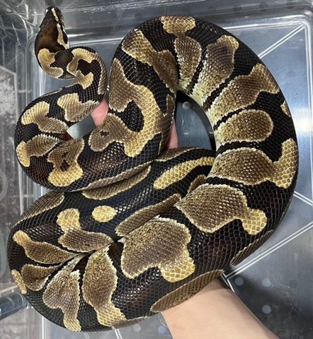 ヘビの商品一覧 | 爬虫類小動物の買取＆販売 ルームズー ボア